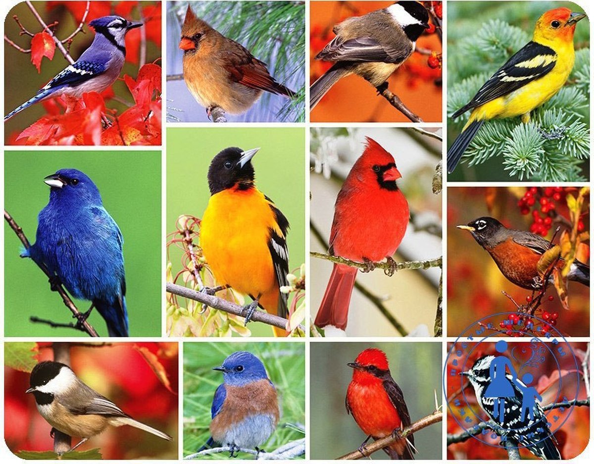 Много разных птиц