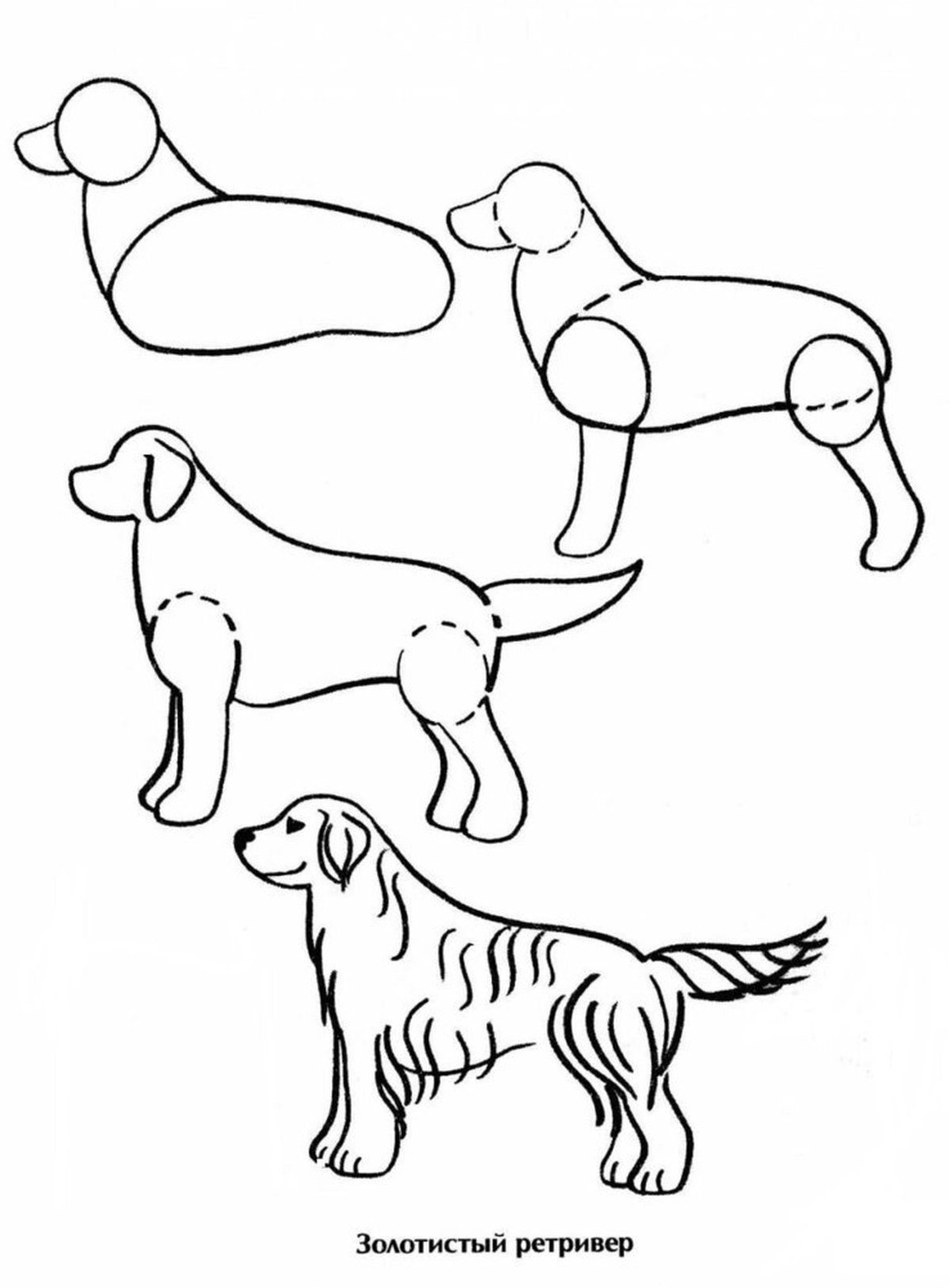 Рисуем собаку с детьми. Уроки рисования собака для детей. Схема рисования собаки для детей. Рисунки собак для срисовки лёгкие. Поэтапное рисование собаки для детей.
