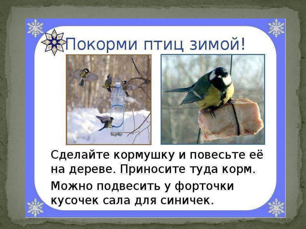 Помощь птицам в зимнее время