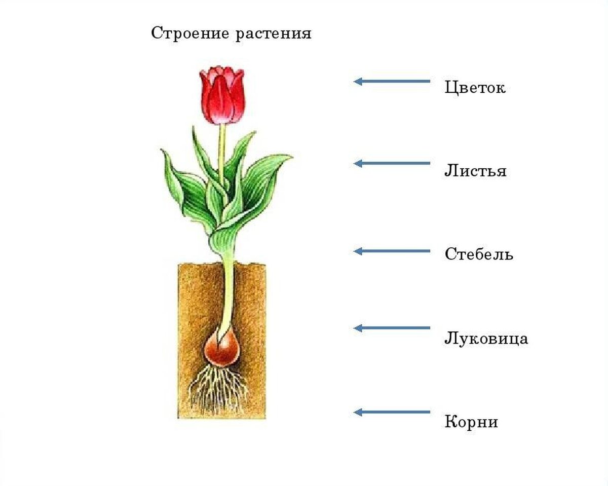 Строение цветка тюльпана схема