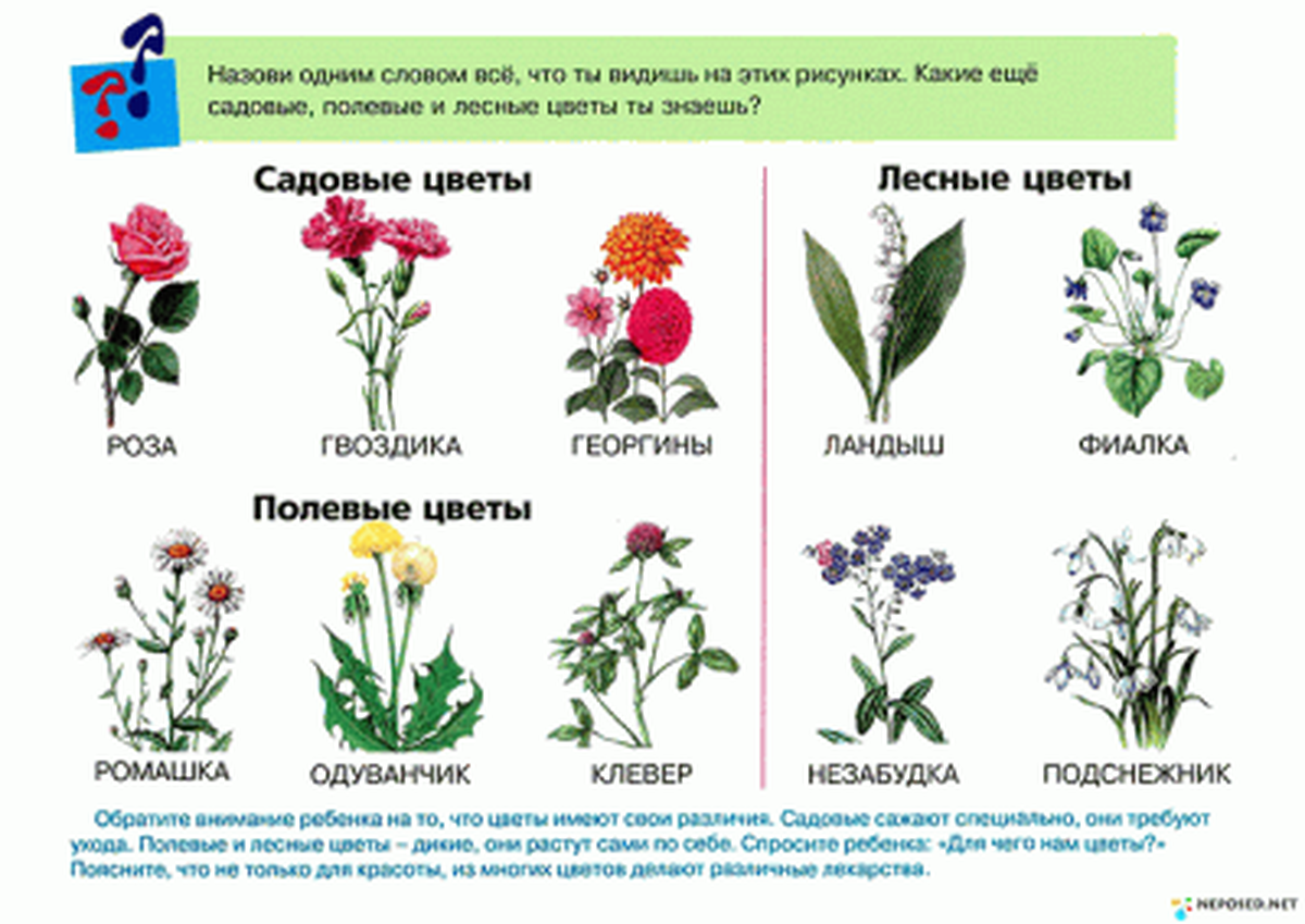 Растения для дошкольников картинки