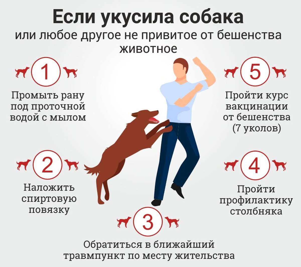 Нападение вероятность. Что делать если укусила собака. Что делать при укусе собаки. Укус собаки первая помощь. Чтделатукуксила собак.