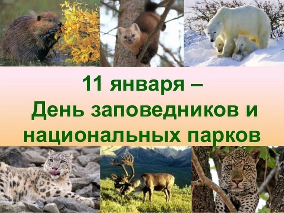 11 Января в России отмечается день заповедников и национальных парков.