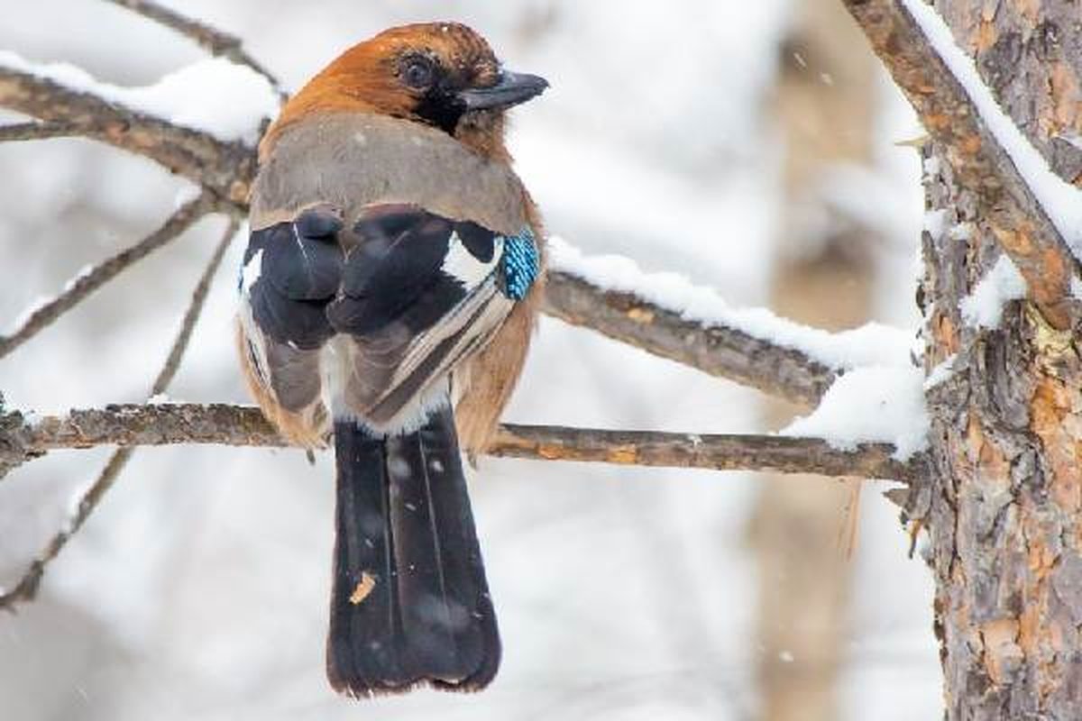 Зимующие птицы рязанской области фото с названиями