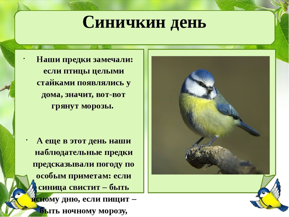 12 Ноября Синичкин день день встречи зимующих птиц