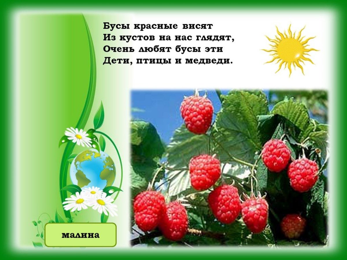 Окружающие загадки. Загадки. Бусы красные висят. Бусы красные висят из кустов. Бусы красные висят из кустов на нас глядят.